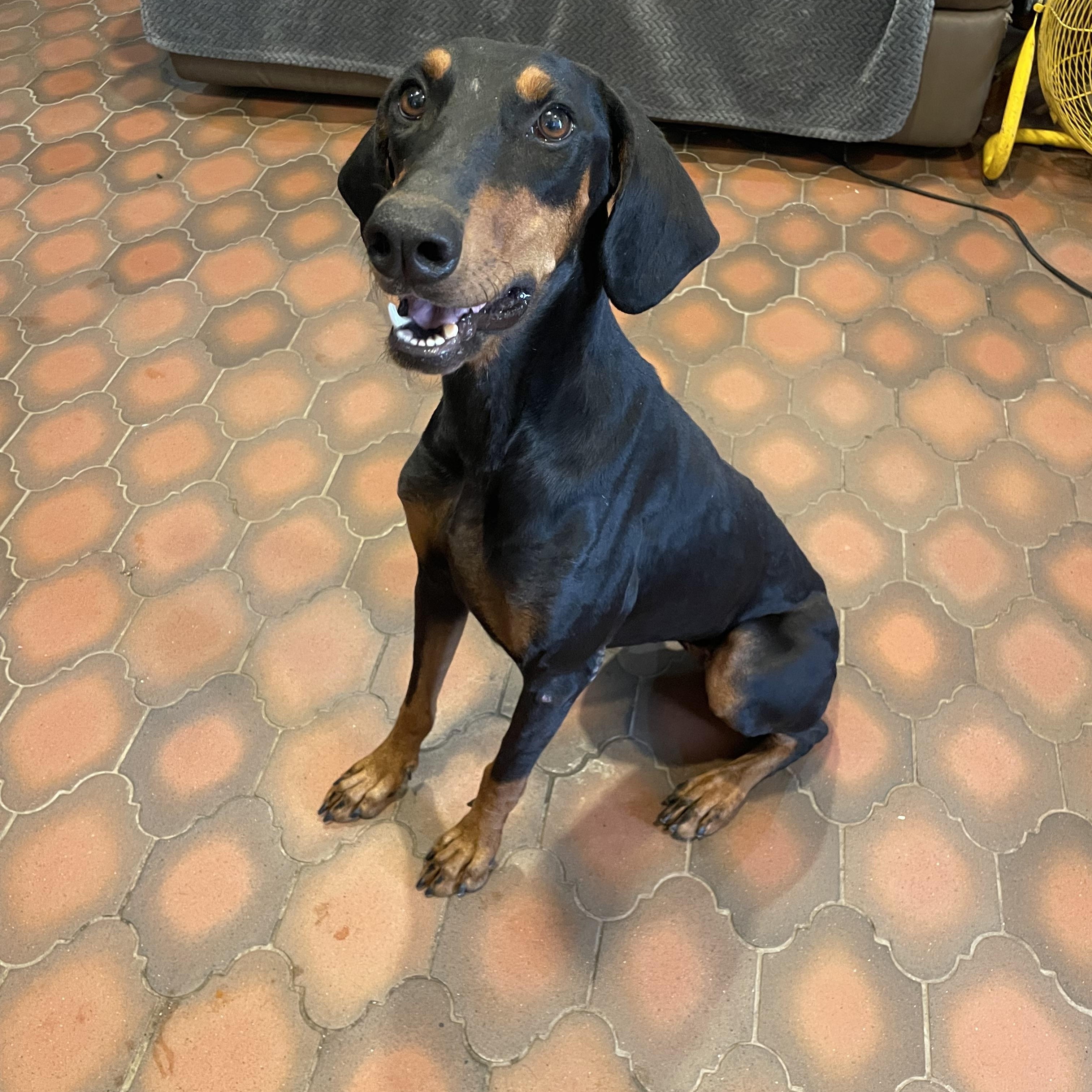 Enlarge Tess, a Adoptable Doberman Pinscher in Phoenix, AZ image 3/5