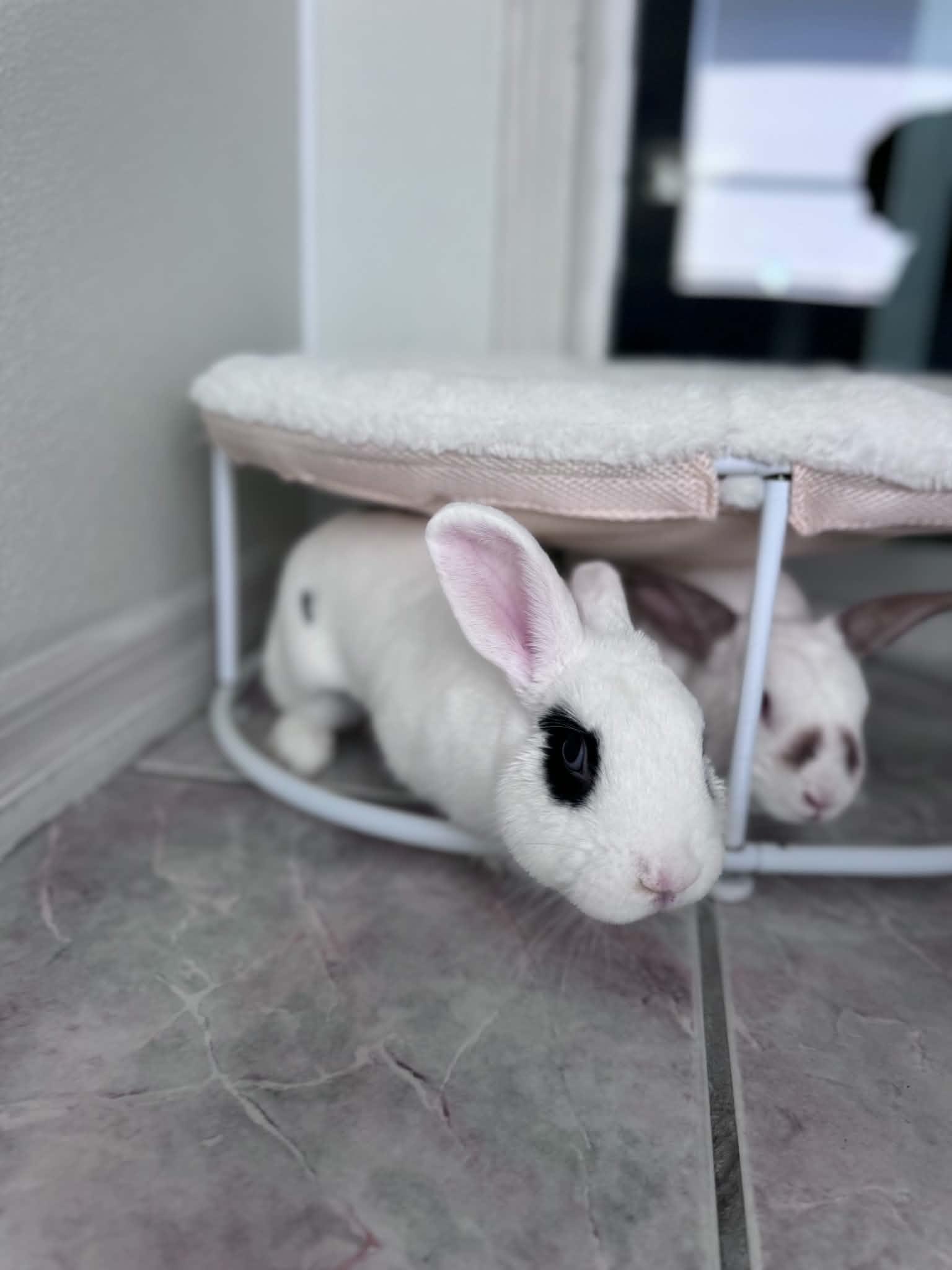 Enlarge Toaster Strudel & Pop Tart (BONDED PAIR), a ADOPTABLE mixed breed in Myakka City, FL image 4/6