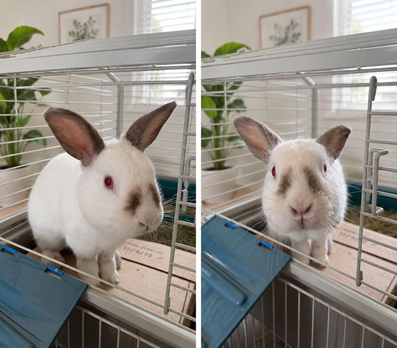 Enlarge Toaster Strudel & Pop Tart (BONDED PAIR), a ADOPTABLE mixed breed in Myakka City, FL image 5/6