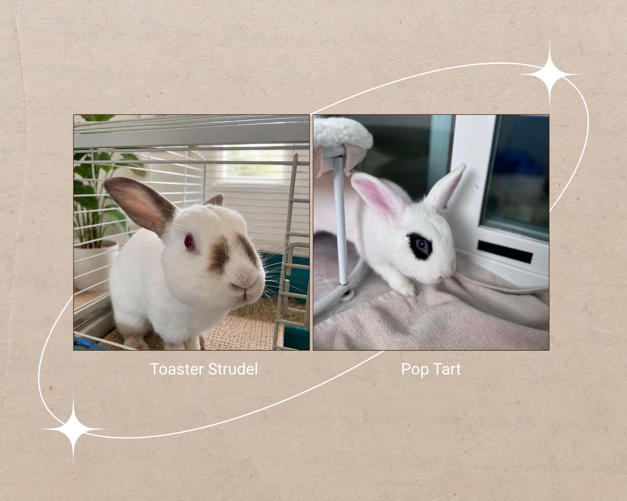 Toaster Strudel & Pop Tart (BONDED PAIR), ADOPTABLE, Adult Male Florida White.