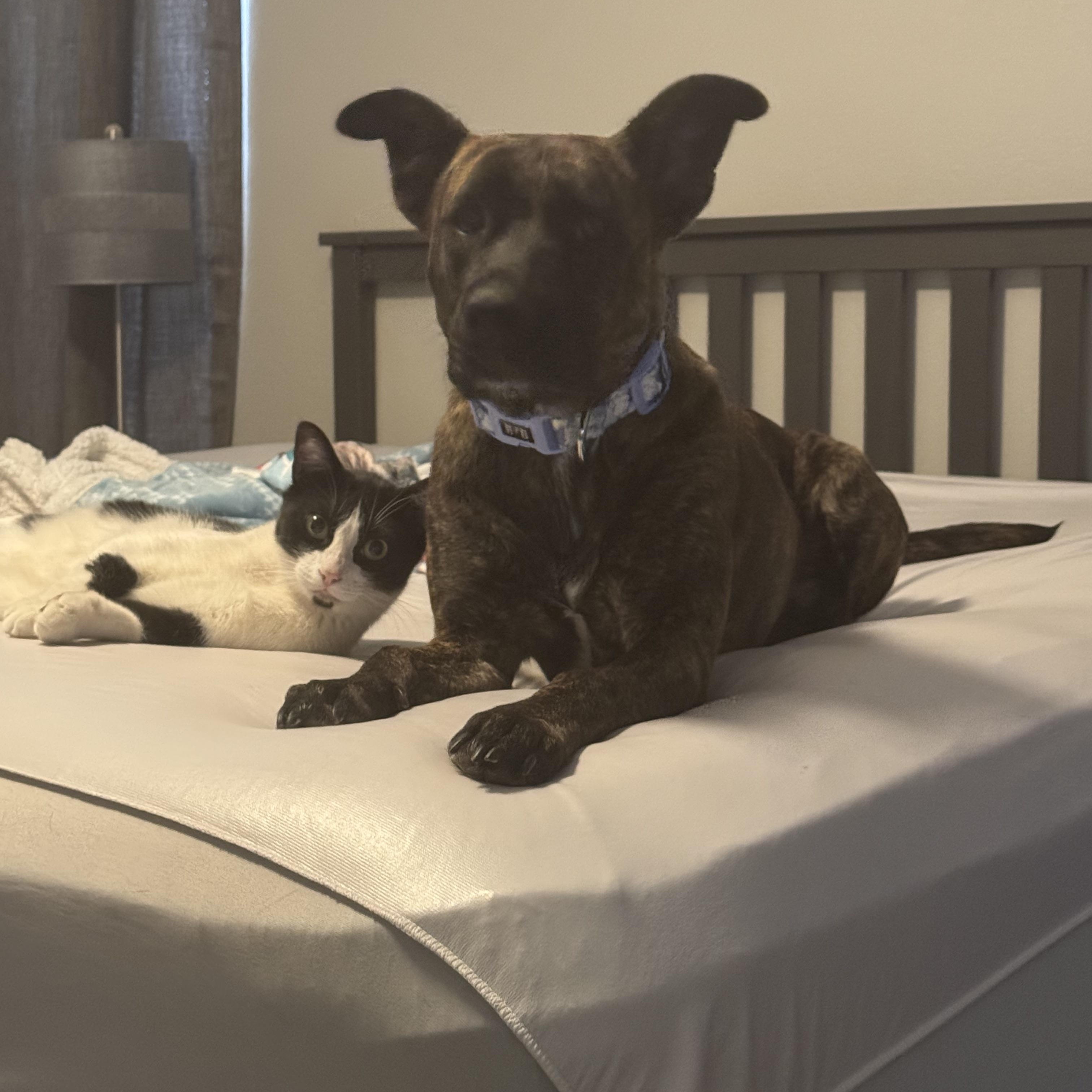 Enlarge Laika Oak, a Adoptable Pit Bull Terrier in Tonopah, AZ image 1/4