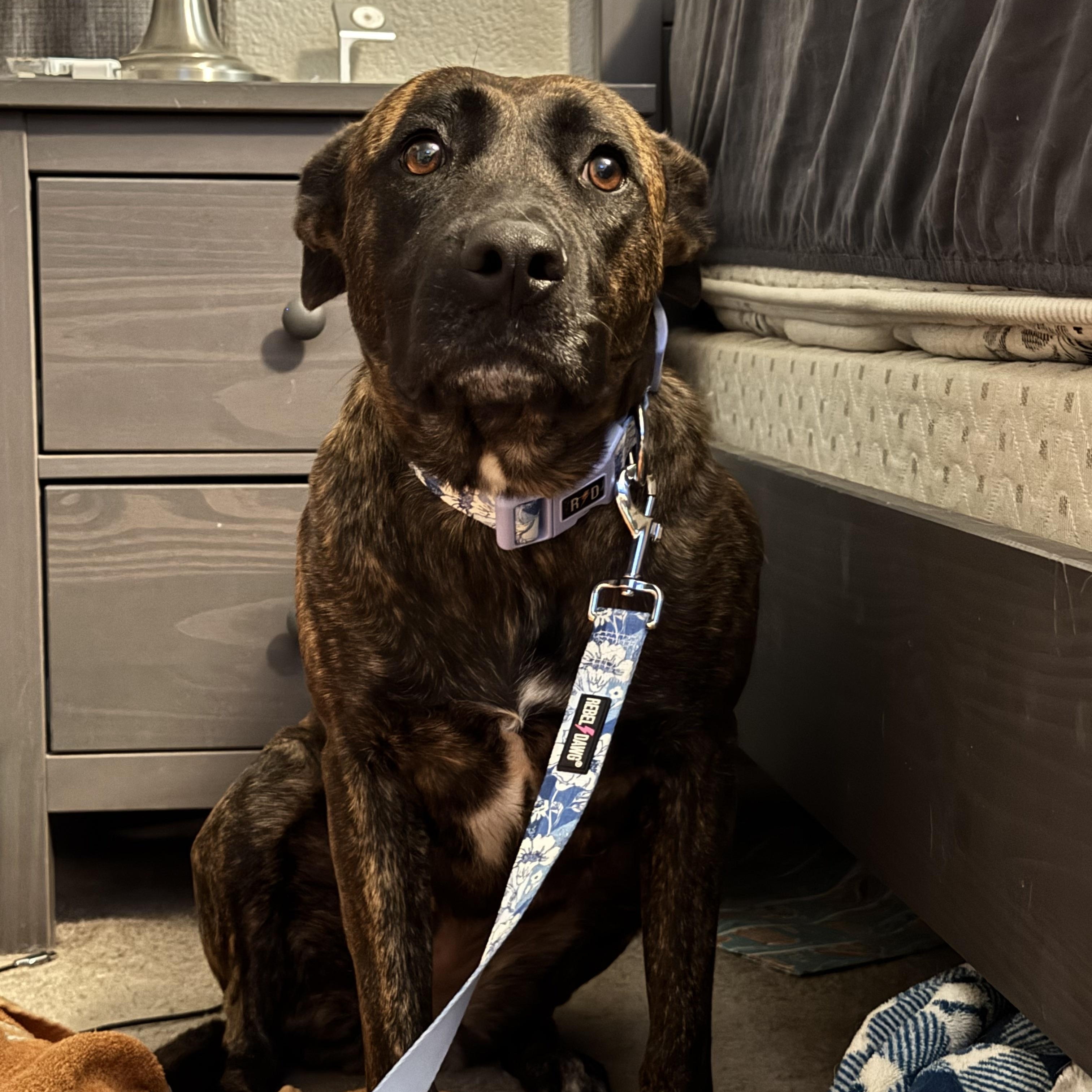 Enlarge Laika Oak, a Adoptable Pit Bull Terrier in Tonopah, AZ image 2/4