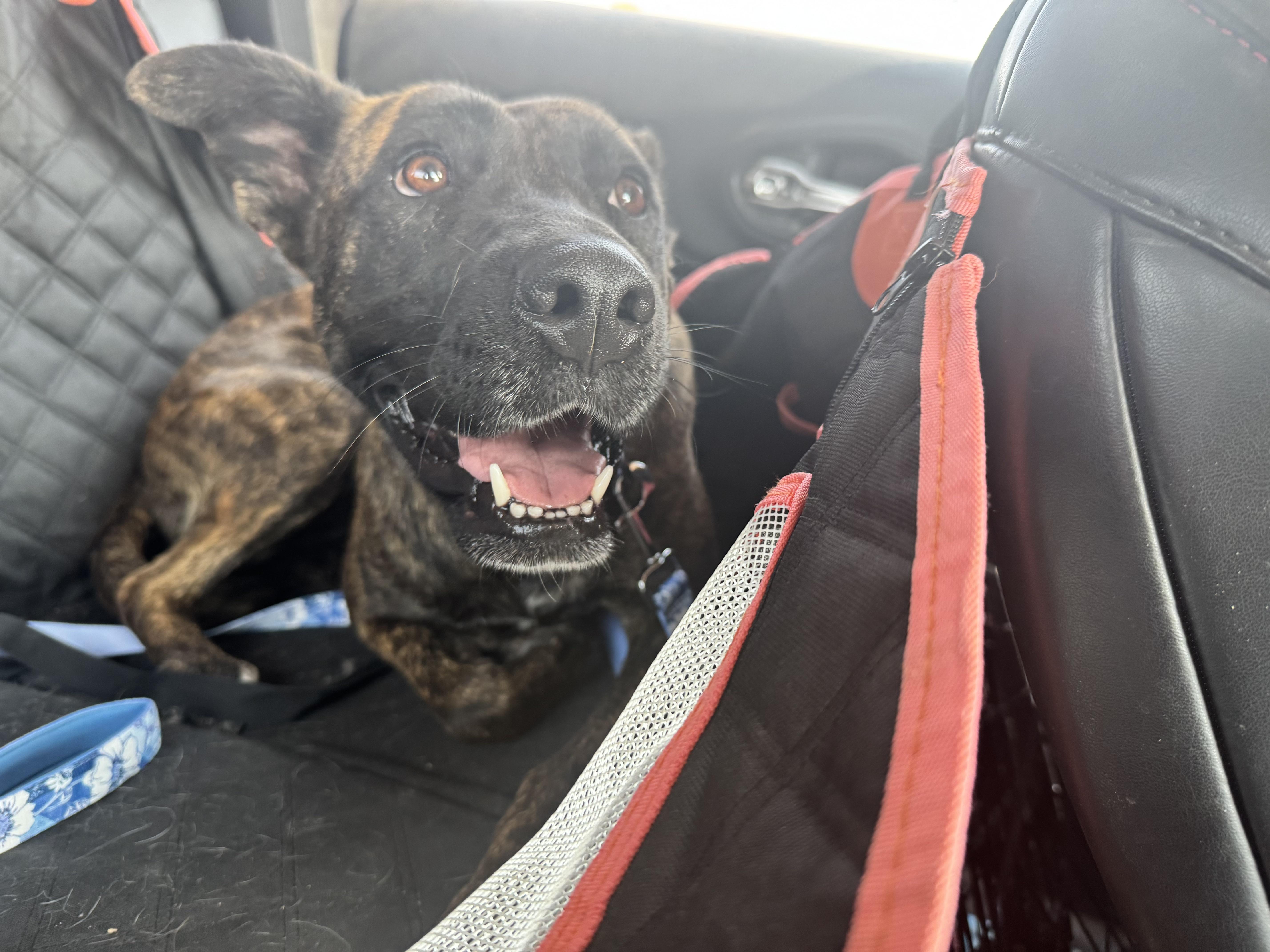 Enlarge Laika Oak, a Adoptable Pit Bull Terrier in Tonopah, AZ image 3/4
