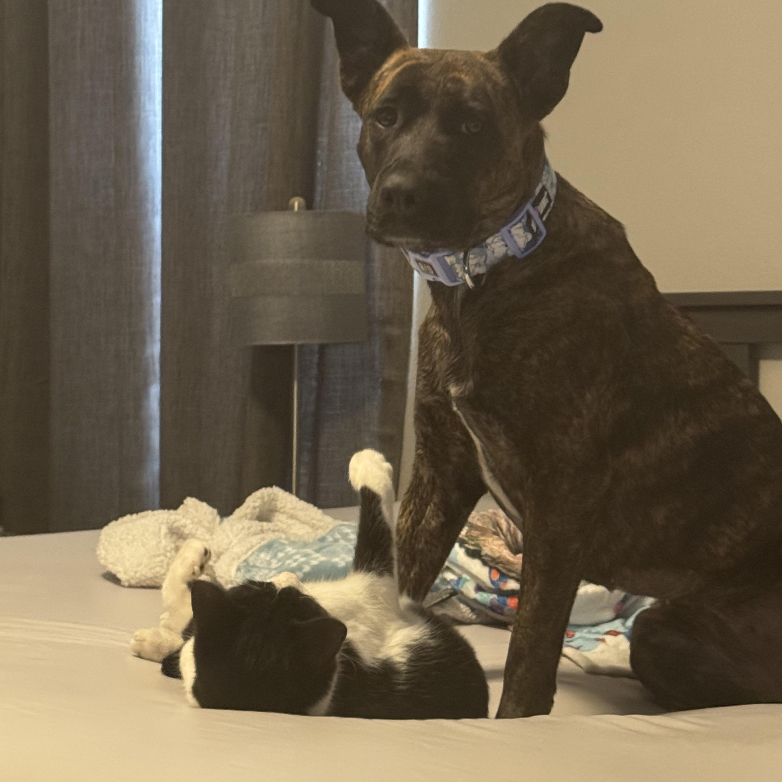 Enlarge Laika Oak, a Adoptable Pit Bull Terrier in Tonopah, AZ image 4/4