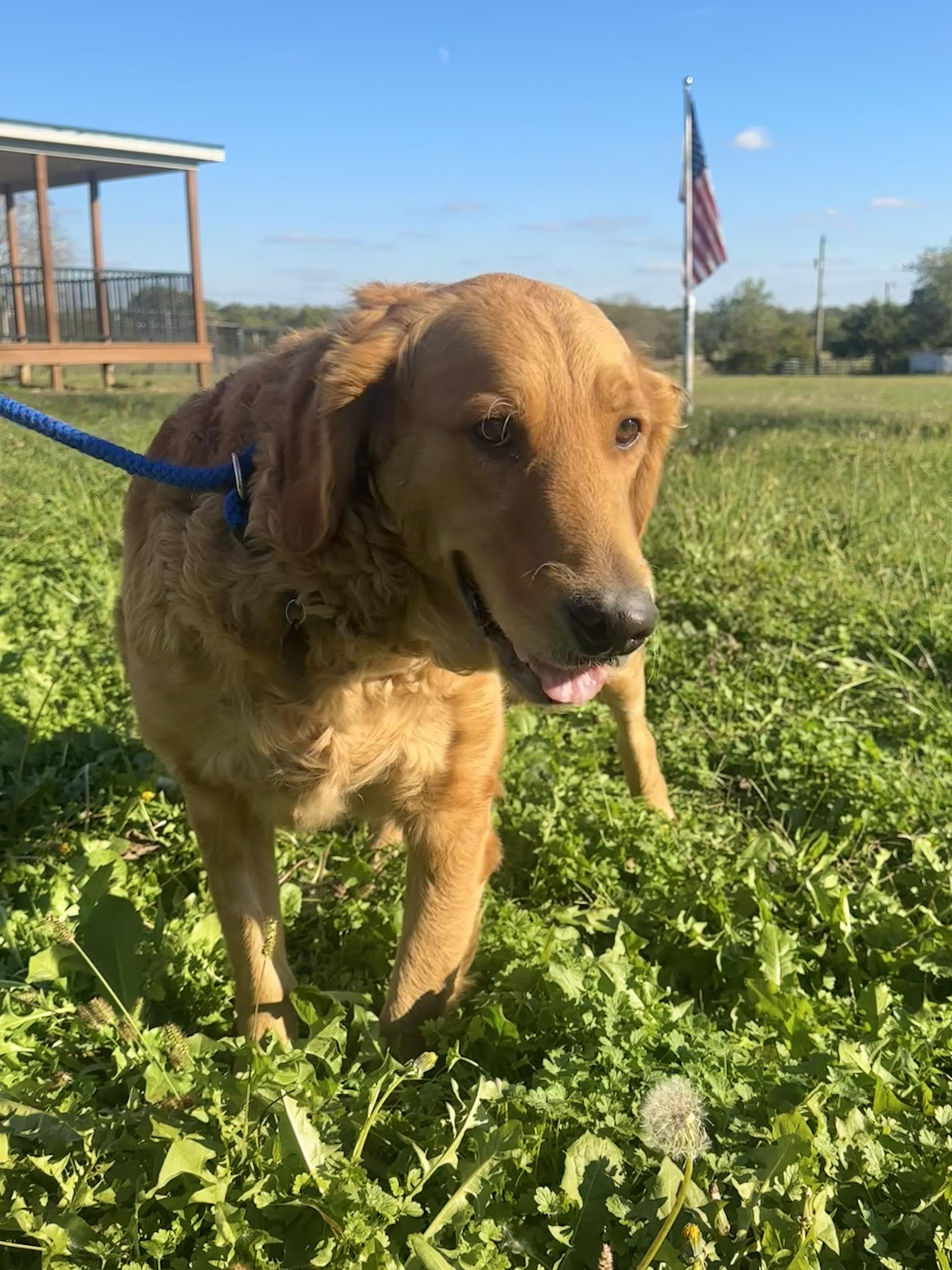 Amelia, Adoptable, Adult Female Golden Retriever.