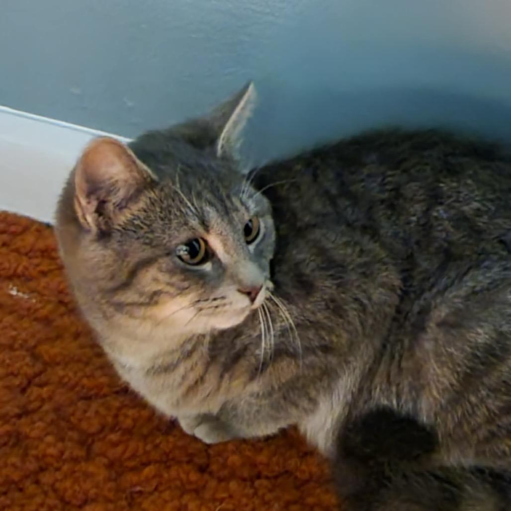 Frost (In Foster), Adoptable, Kitten Female Domestic Short Hair.