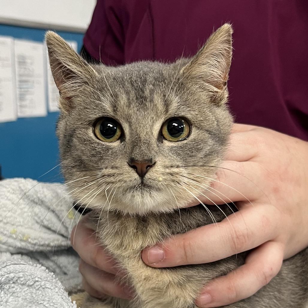 Enlarge Frost (In Foster), a Adoptable Domestic Short Hair in Vineland, NJ image 1/1