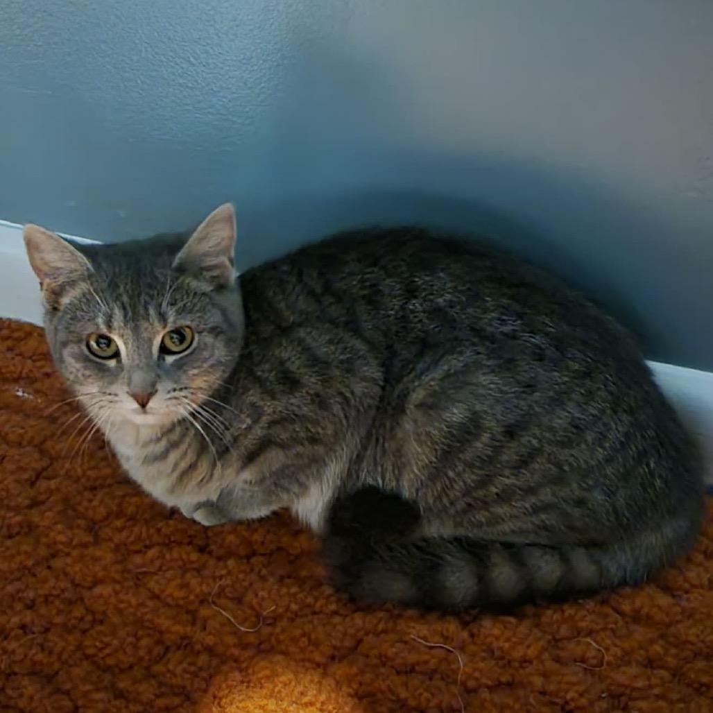 Enlarge Frost (In Foster), a Adoptable Domestic Short Hair in Vineland, NJ image 3/3