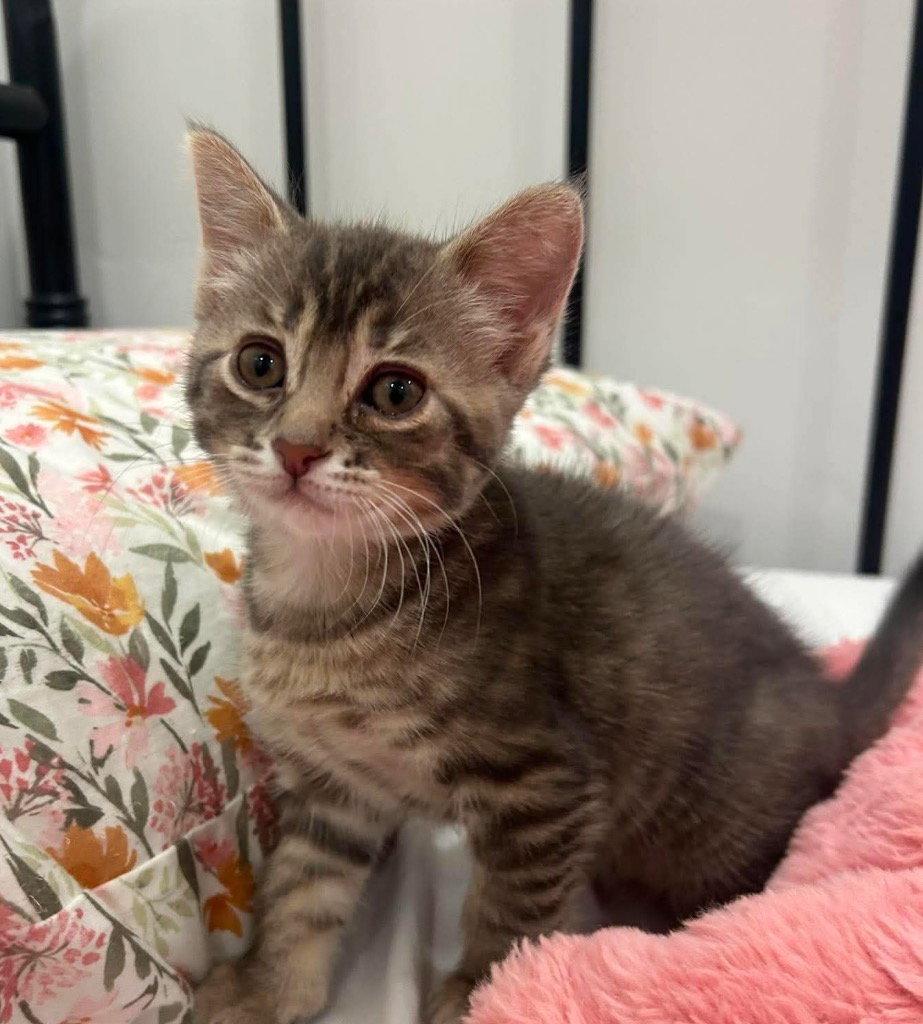 Pip, a Adoptable Domestic Short Hair in Saint George, UT image 1/3