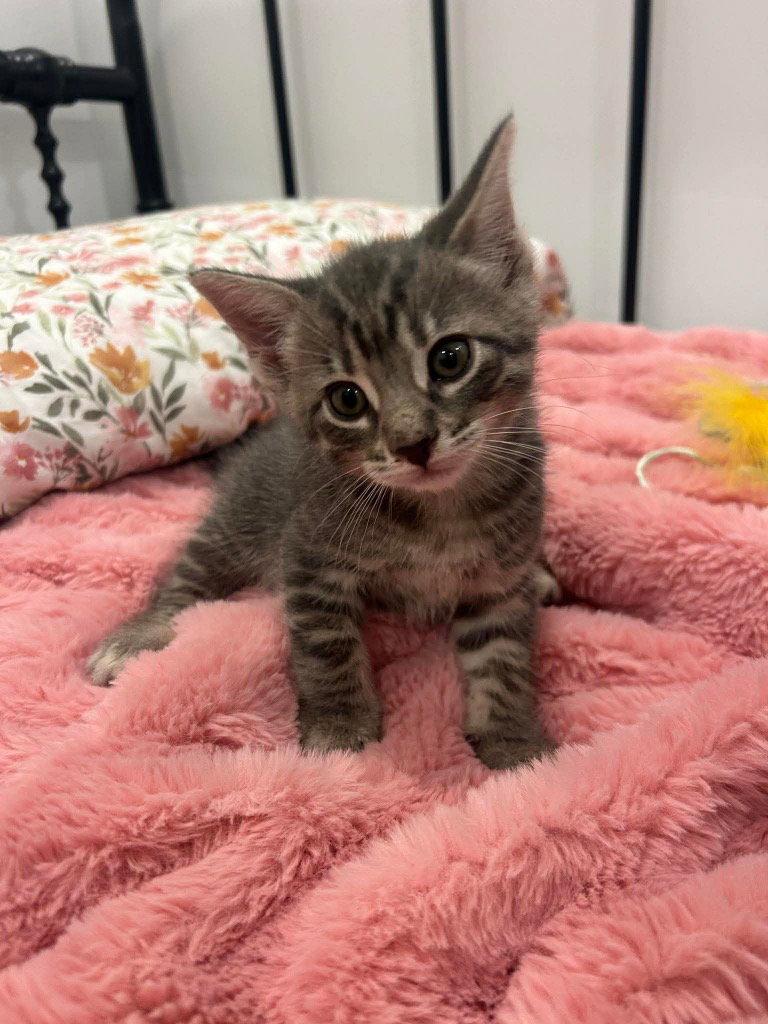 Pip, a Adoptable Domestic Short Hair in Saint George, UT image 2/3