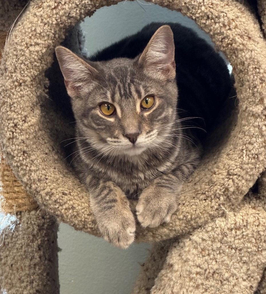 Enlarge Pip, a Adoptable Domestic Short Hair in Saint George, UT image 3/3