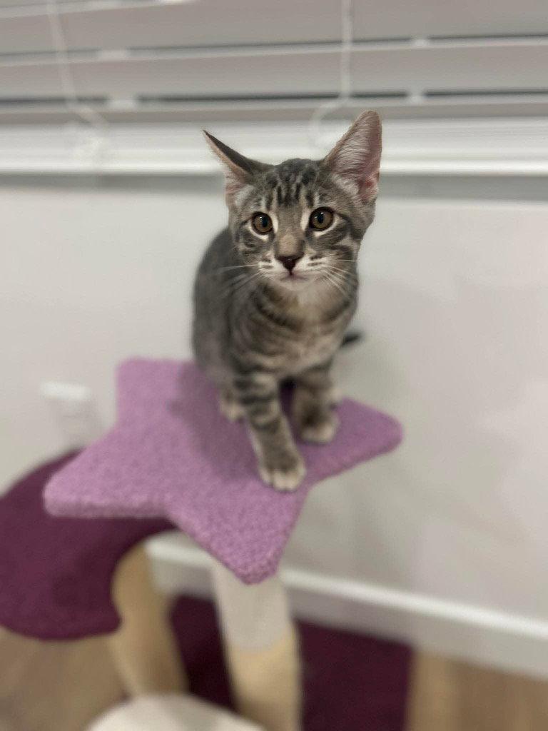 Pip, a Adoptable Domestic Short Hair in Saint George, UT image 3/3