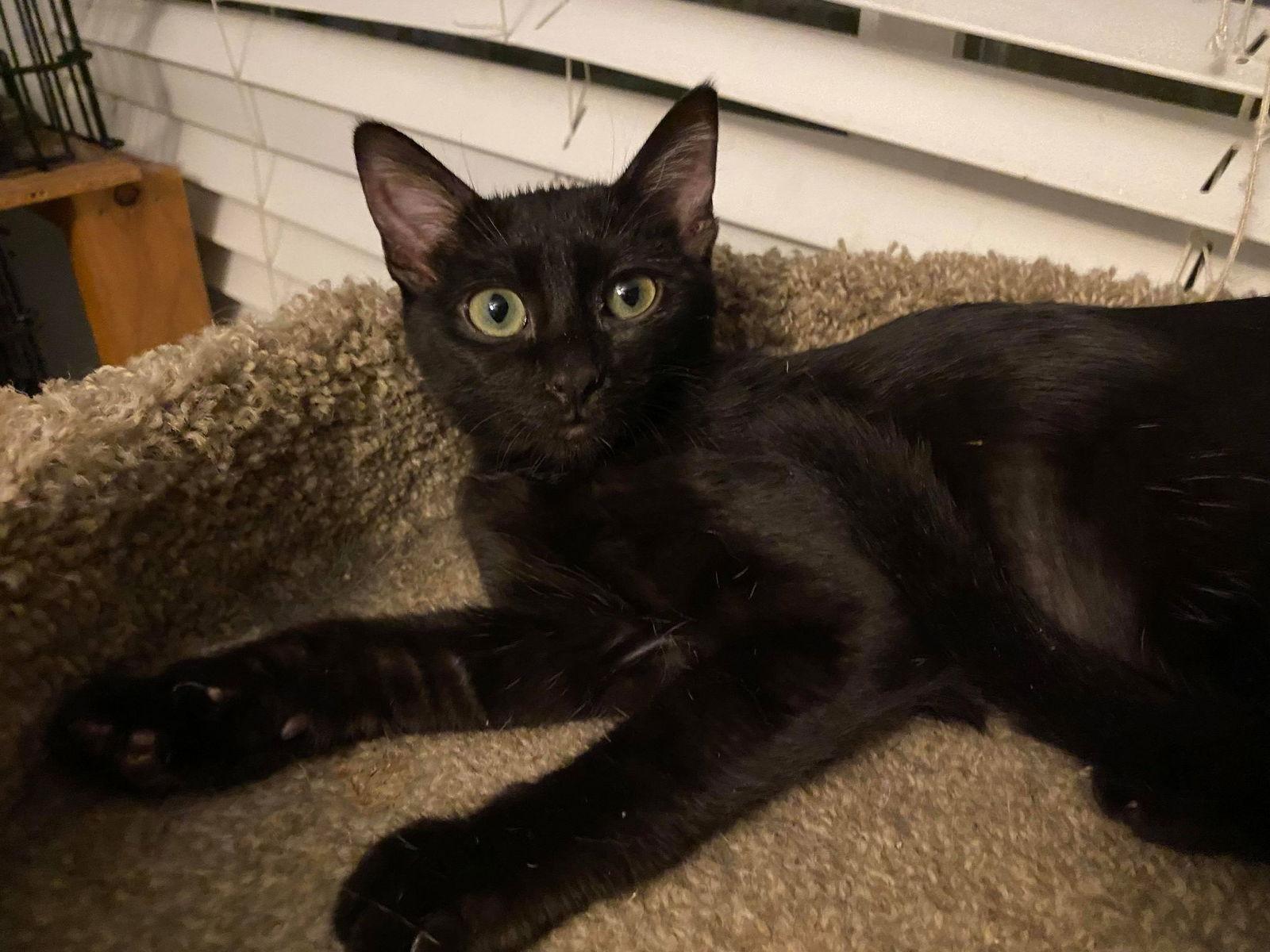 Enlarge Anna, a Adoptable Domestic Short Hair in Phoenix, AZ image 1/5