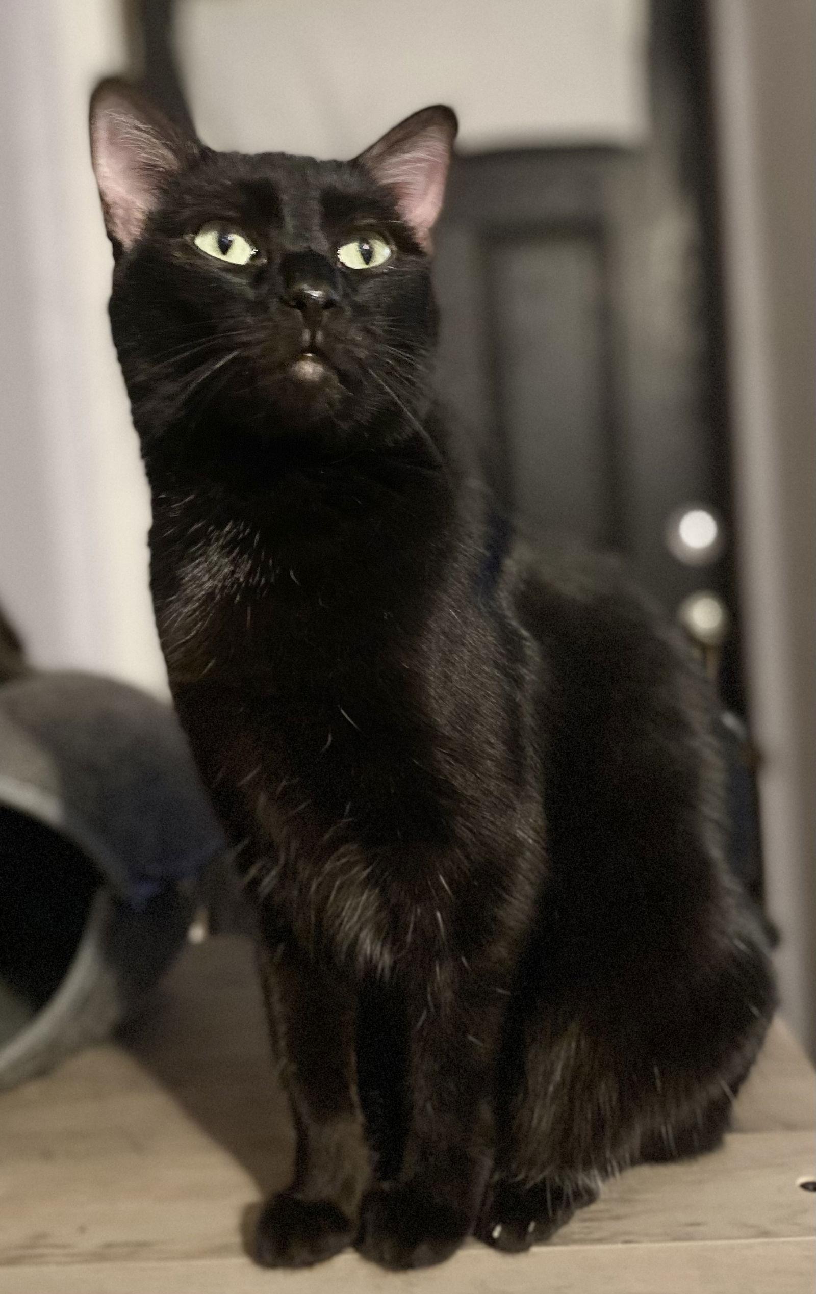 Enlarge Anna, a Adoptable Domestic Short Hair in Phoenix, AZ image 2/5