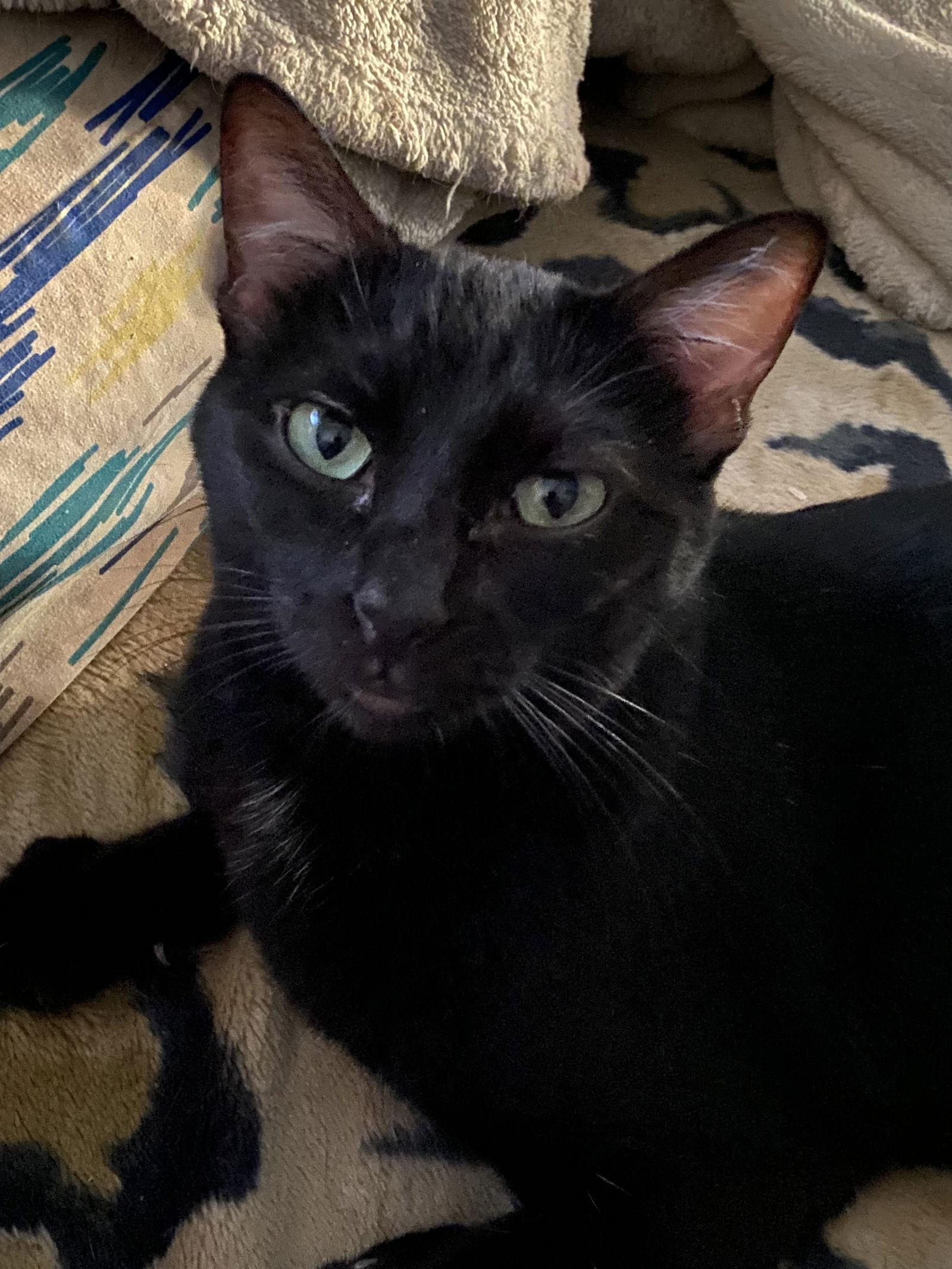 Enlarge Anna, a Adoptable Domestic Short Hair in Phoenix, AZ image 3/5