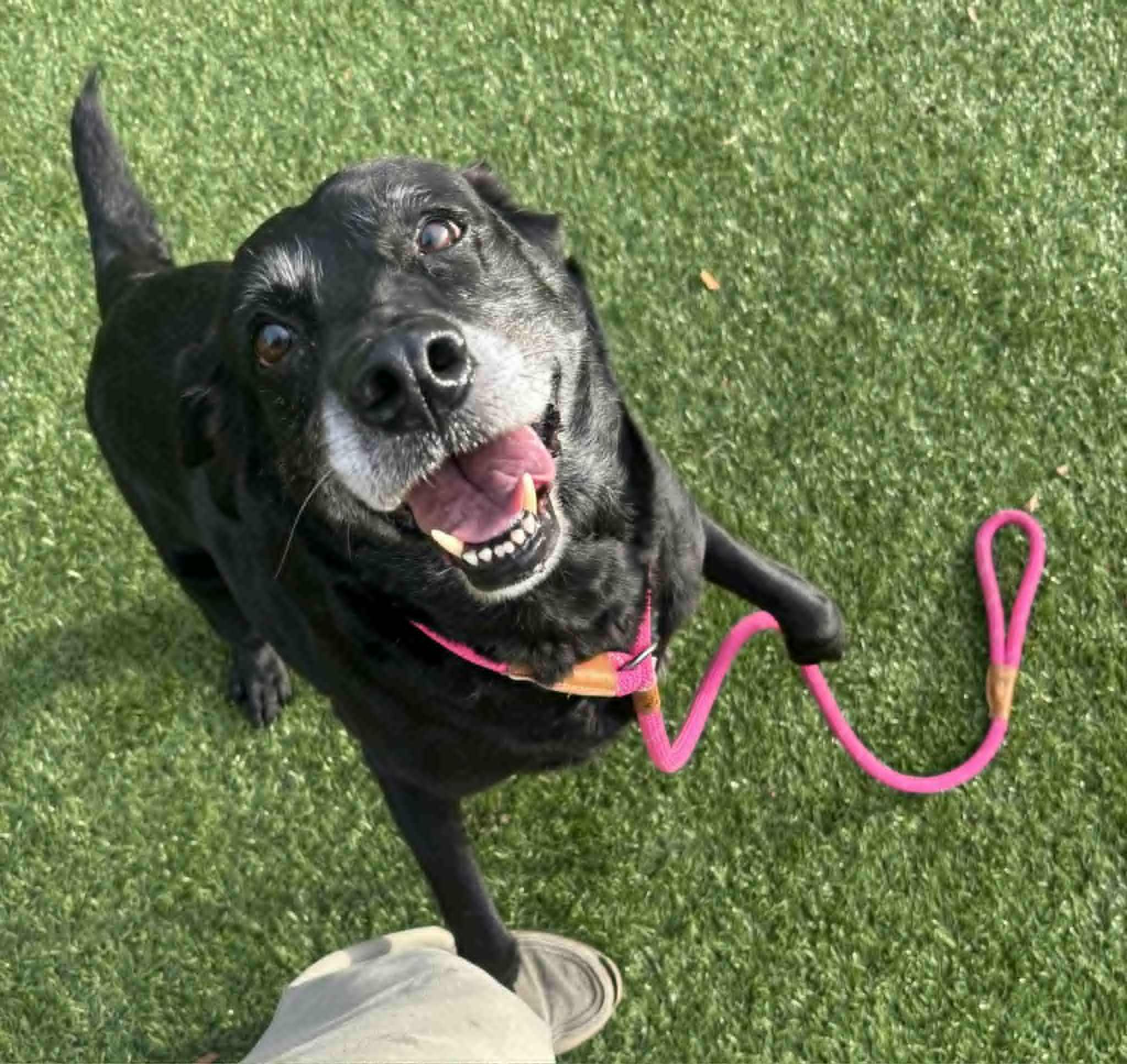 Princess, Adoptable, Senior Female Labrador Retriever.