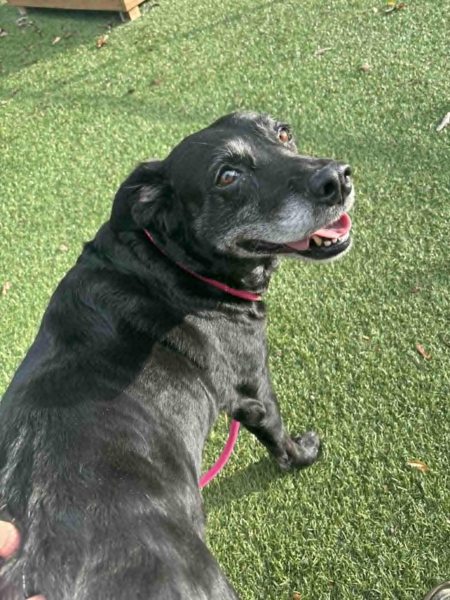 Princess, a Adoptable Labrador Retriever in Independence, MO image 2/5