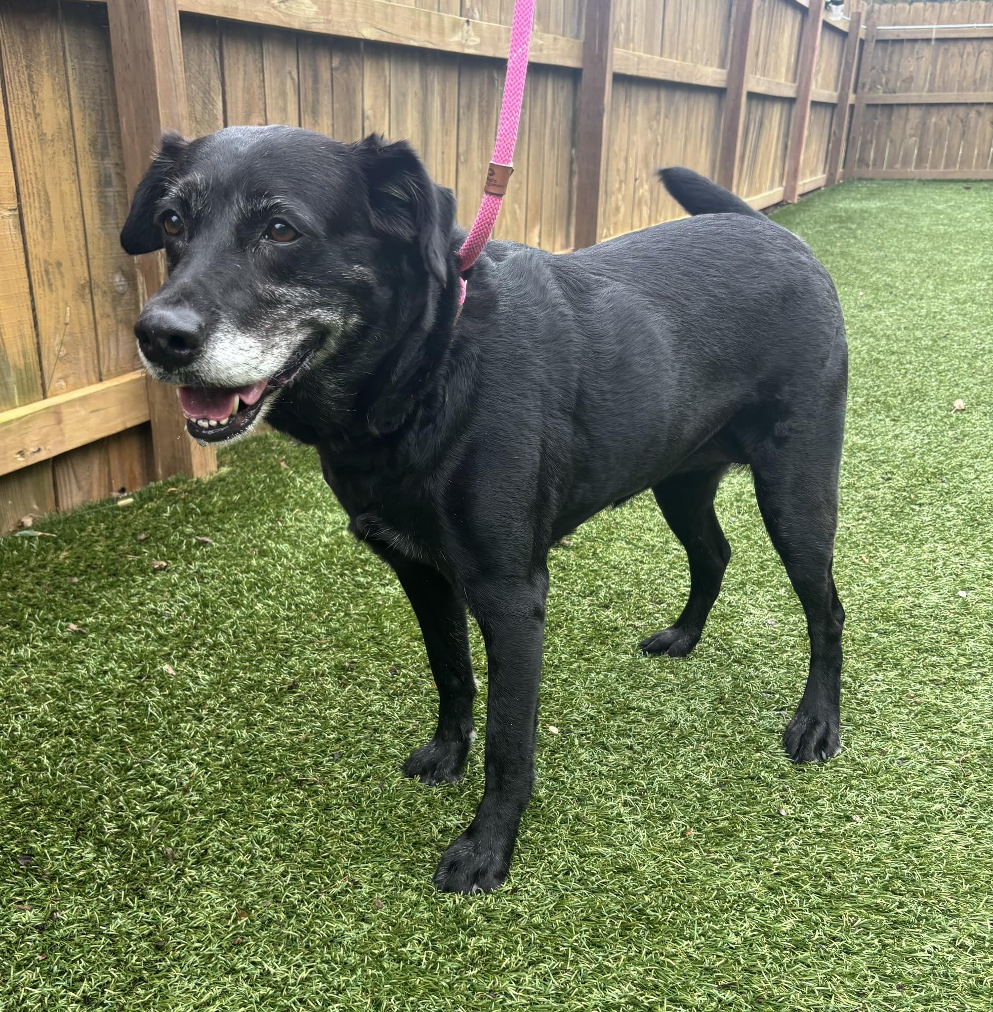 Princess, a Adoptable Labrador Retriever in Independence, MO image 3/5