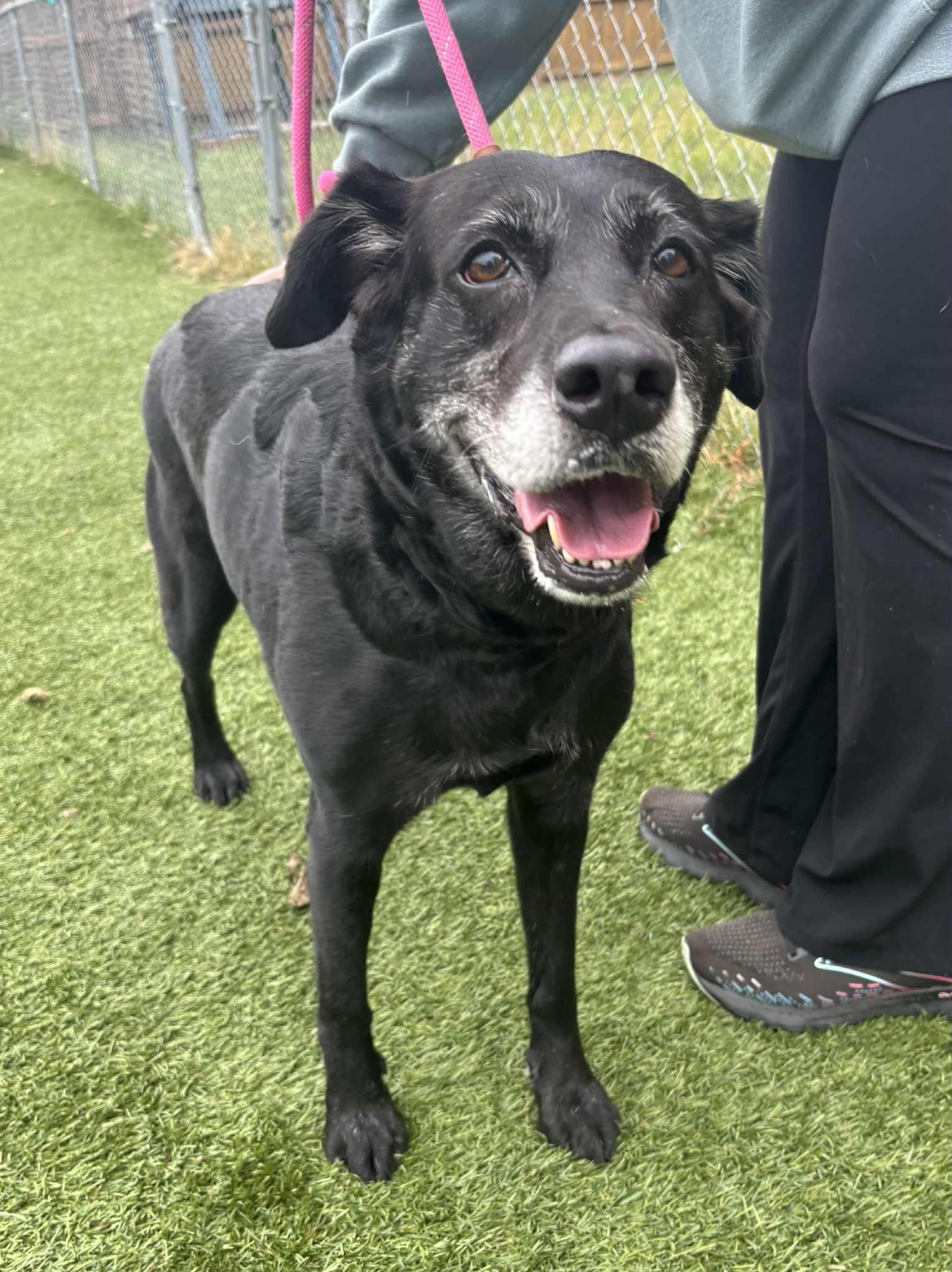 Princess, a Adoptable Labrador Retriever in Independence, MO image 4/5