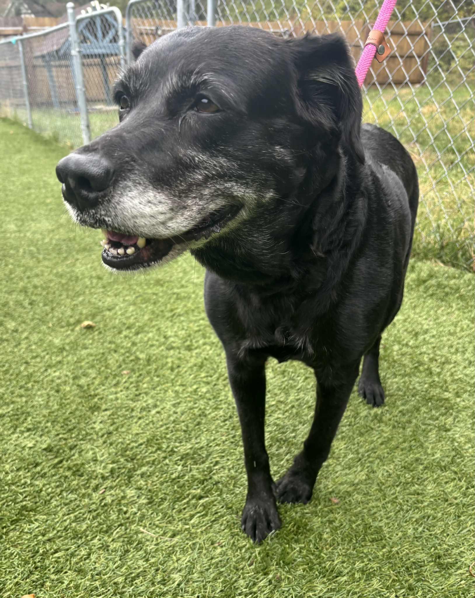 Princess, a Adoptable Labrador Retriever in Independence, MO image 5/5