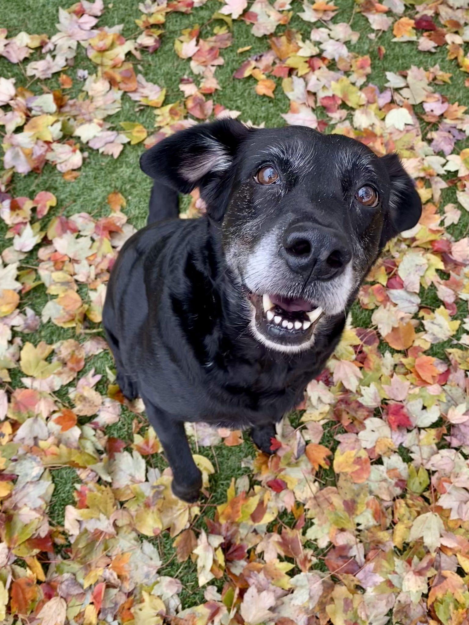 Princess, Adoptable, Senior Female Labrador Retriever.