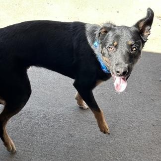 Enlarge Clark, a ADOPTABLE mixed breed in The Colony, TX image 3/3