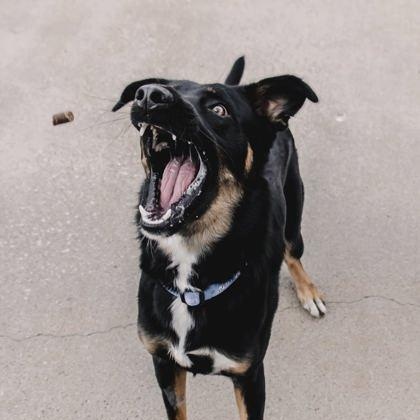 Enlarge Clark, a ADOPTABLE mixed breed in The Colony, TX image 2/3