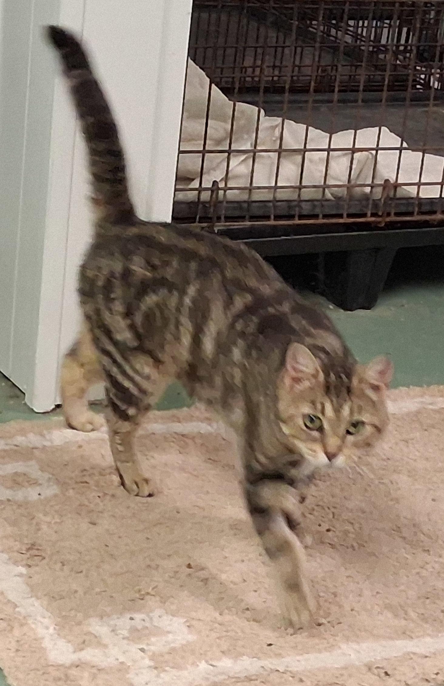 Glenda, Adoptable, Young Female Domestic Medium Hair.