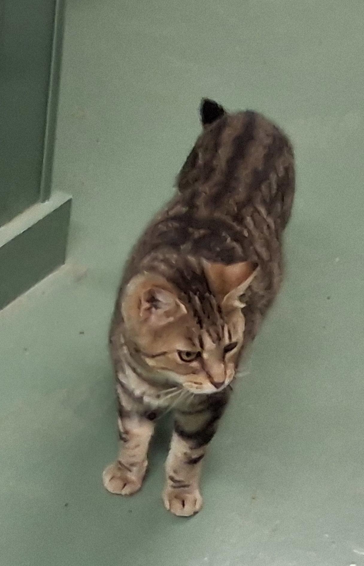 Enlarge Glenda, a Adoptable Domestic Medium Hair in Mcconnelsville, OH image 2/2