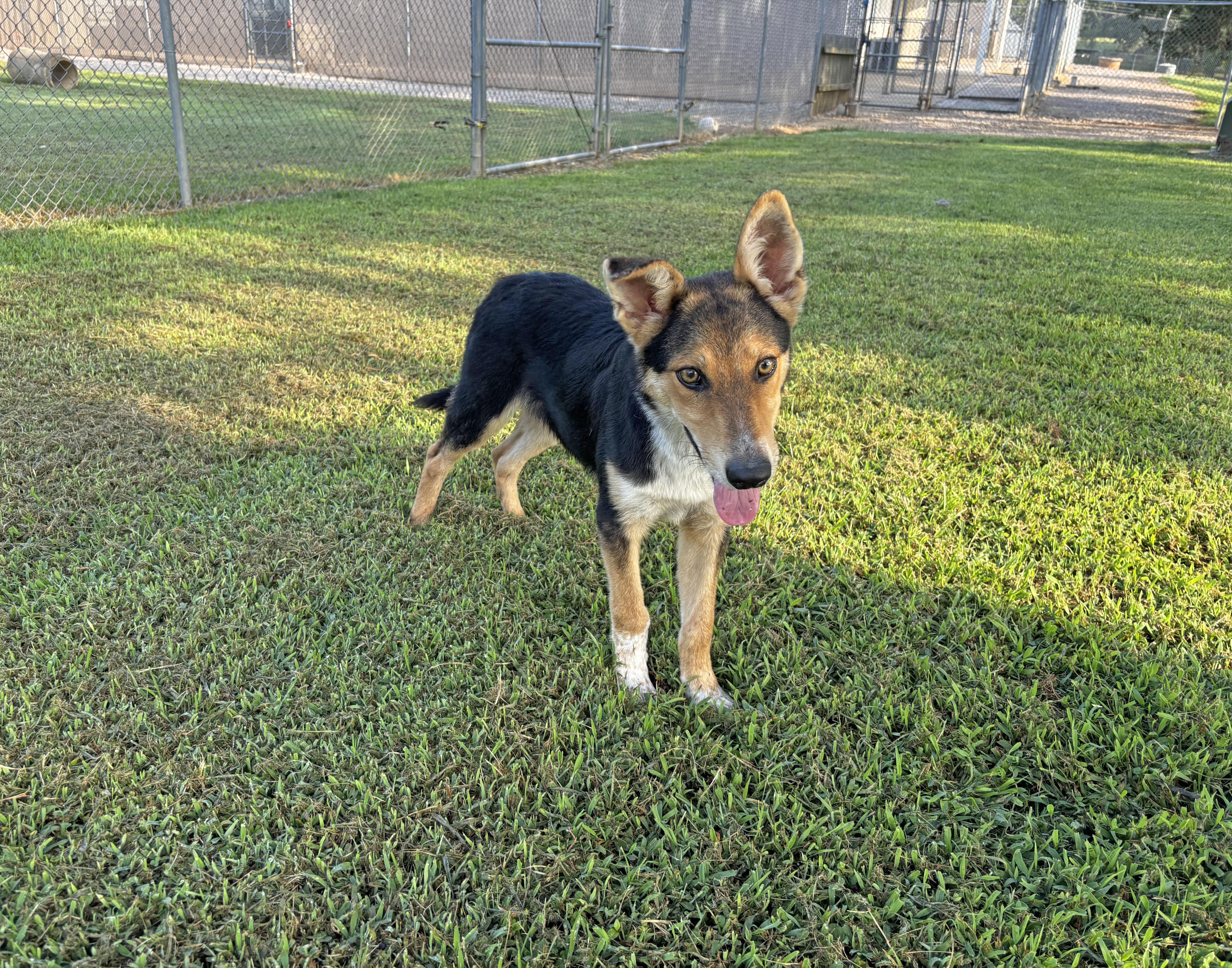 Yeti, Adoptable, Young Male Shepherd.