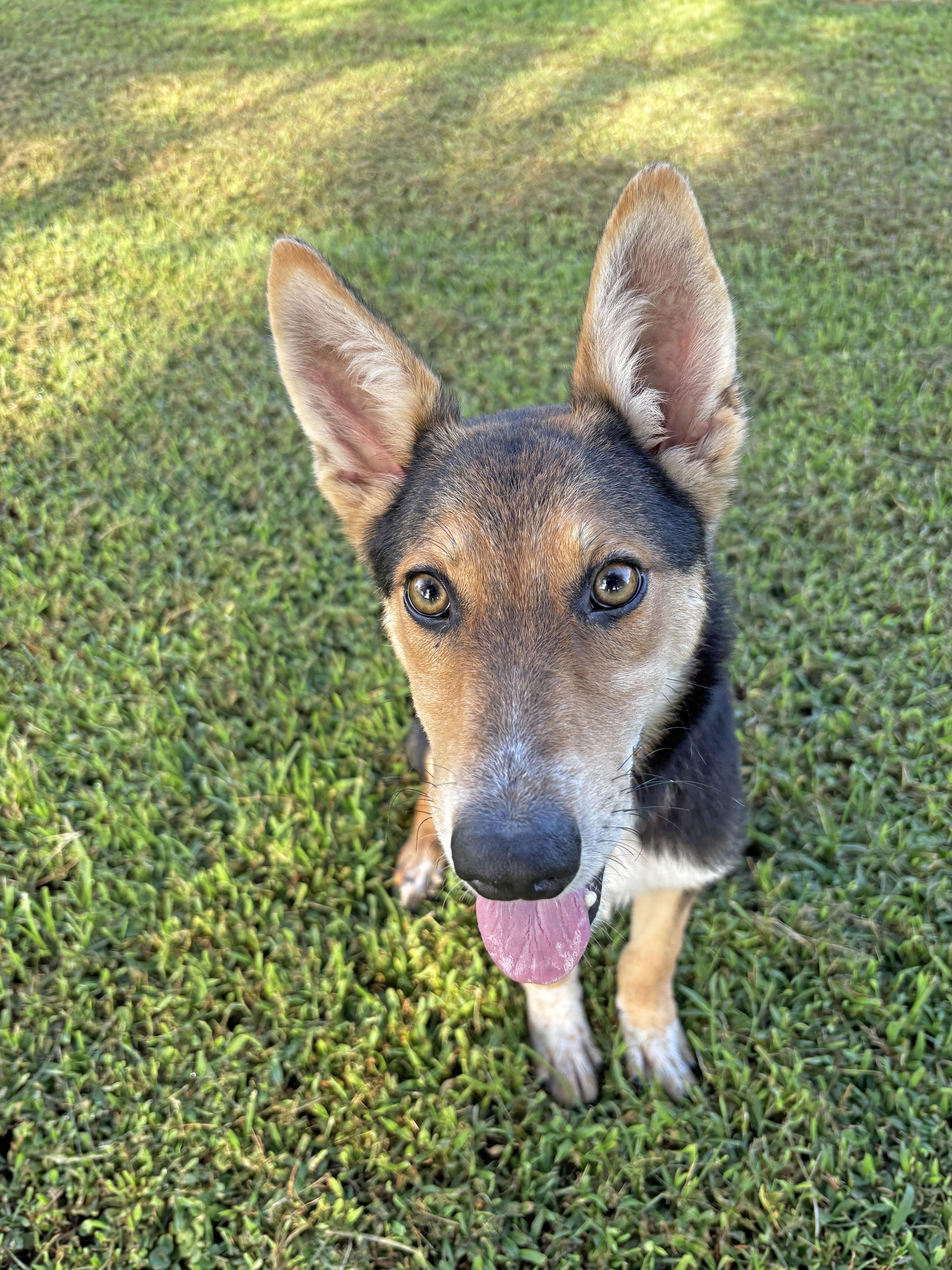 Enlarge Yeti, a Adoptable mixed breed in Savannah, TN image 2/3