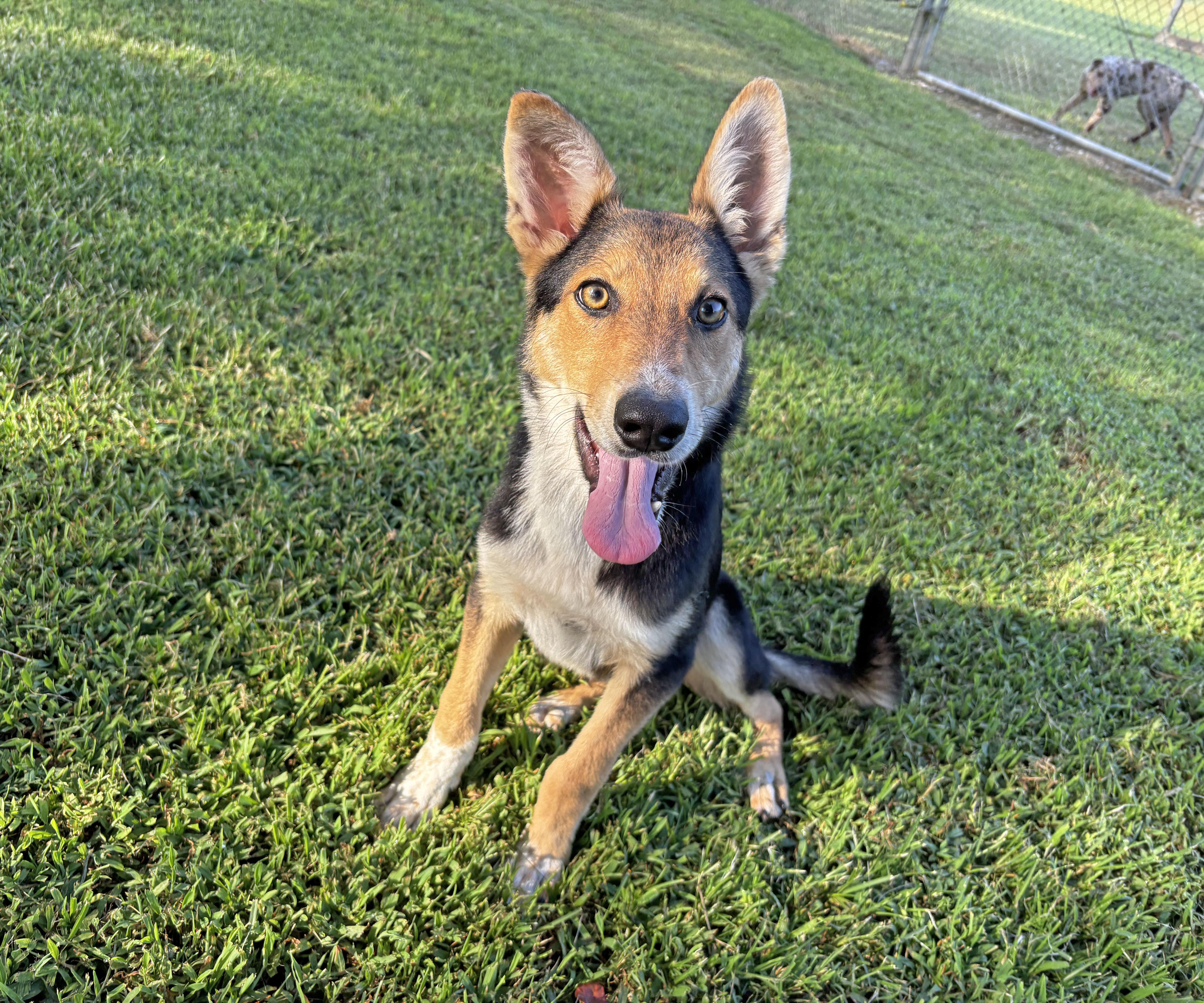 Enlarge Yeti, a Adoptable mixed breed in Savannah, TN image 3/3
