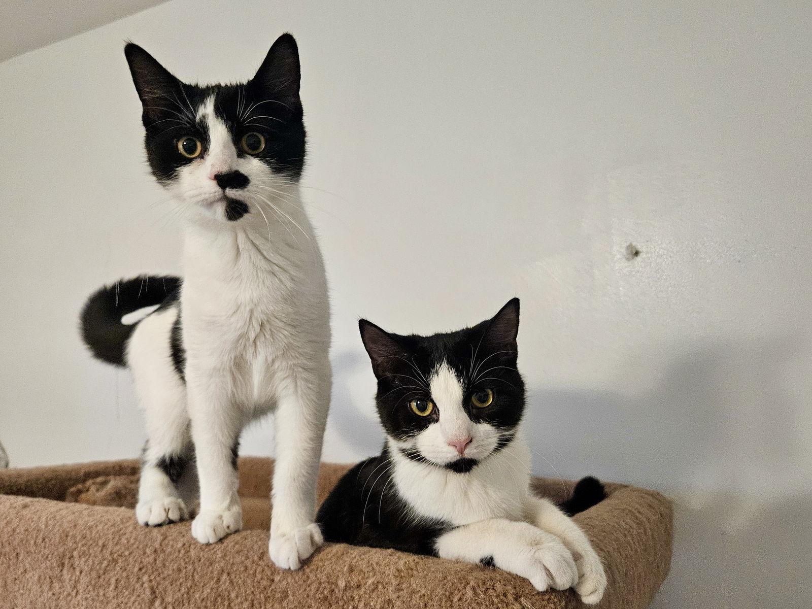 Brook, Adopted, Kitten Female Domestic Short Hair.