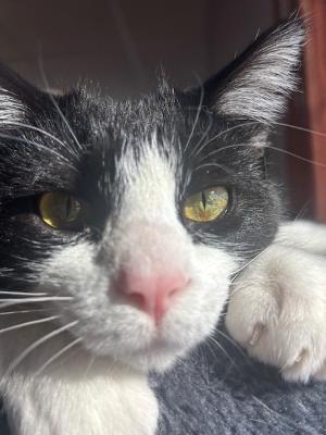 Enlarge Alice, a Adoptable Domestic Short Hair in Fort Wayne, IN image 1/4