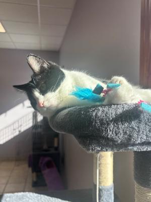 Enlarge Alice, a Adoptable Domestic Short Hair in Fort Wayne, IN image 3/4