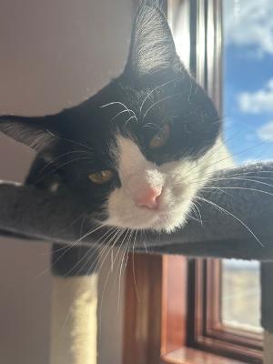 Enlarge Alice, a Adoptable Domestic Short Hair in Fort Wayne, IN image 4/4