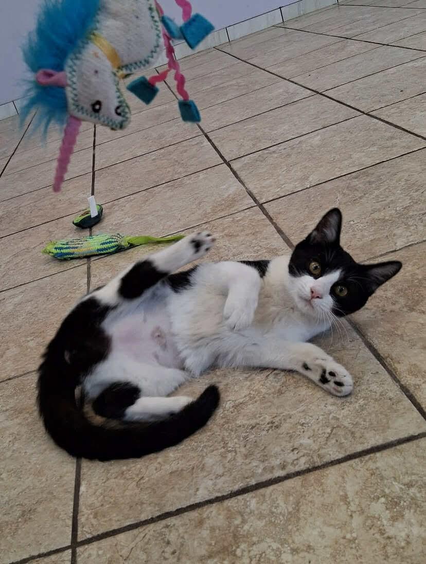 Alice, Adoptable, Young Female Domestic Short Hair.