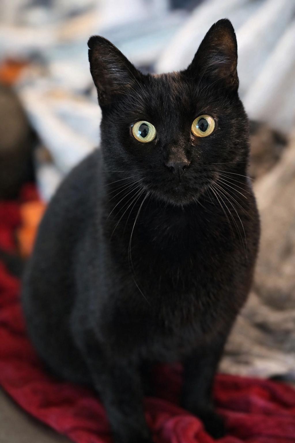 Mama Nelly, Adoptable, Adult Female Domestic Short Hair.