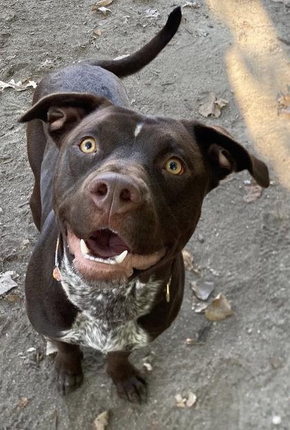 Baretta, Adoptable, Puppy Female German Shorthaired Pointer & Mixed Breed.
