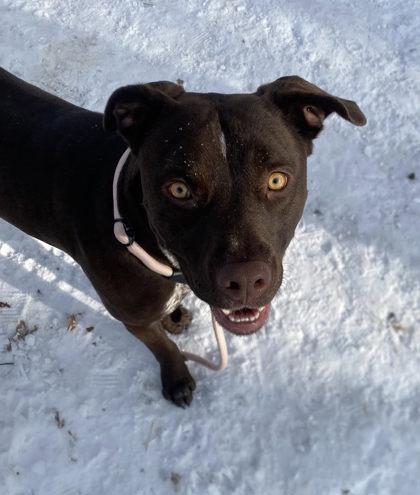 Enlarge Baretta, a Adoptable mixed breed in Hobart, IN image 2/3
