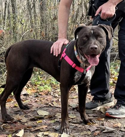 Enlarge Baretta, a Adoptable mixed breed in Hobart, IN image 3/3