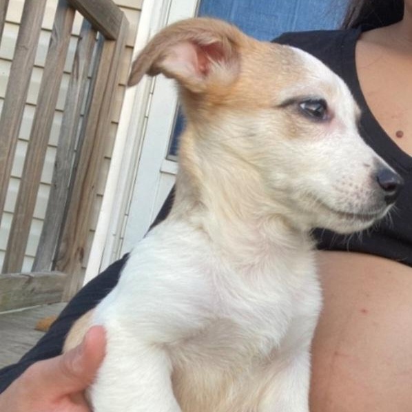 Stella, adopted, Puppy Female Chihuahua & Dachshund.