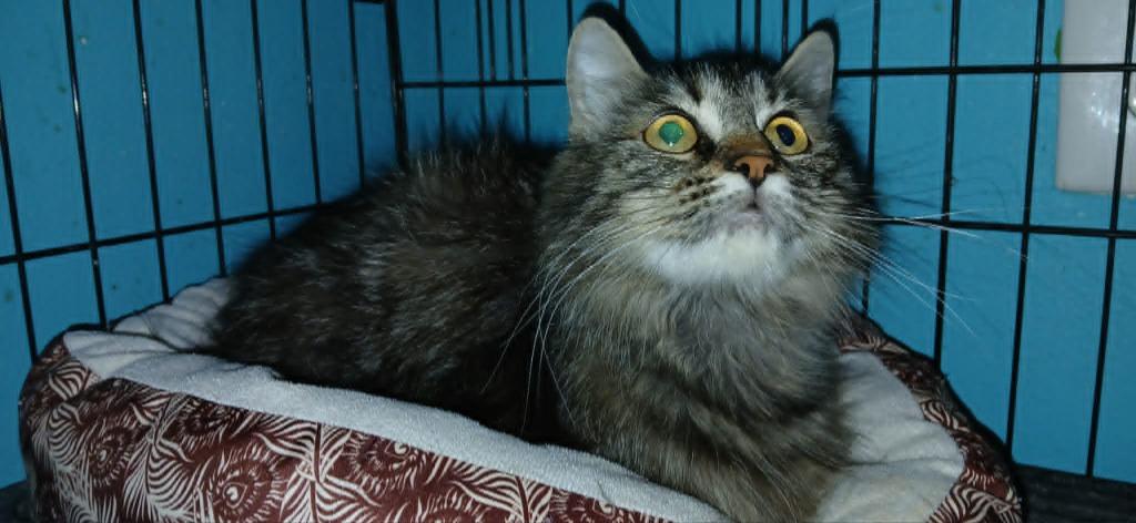 Enlarge Ali Girl, a Adoptable mixed breed in Crocker, MO image 1/1