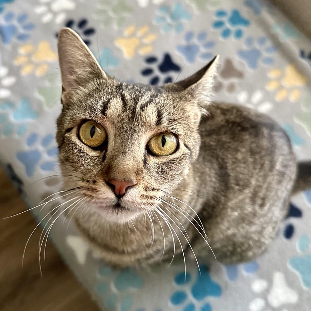 June, Adoptable, Adult Female Domestic Short Hair.