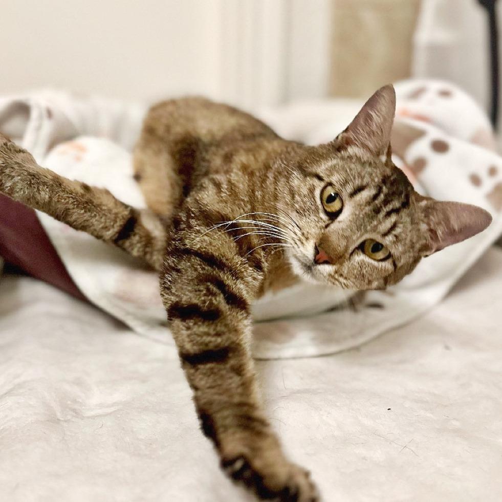 Enlarge June, a Adoptable Domestic Short Hair in Flower Mound, TX image 2/5