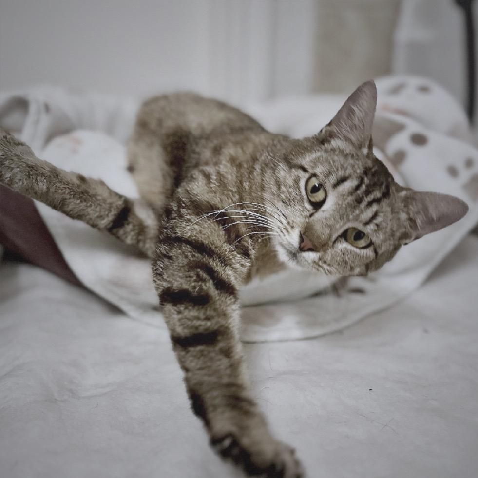 Enlarge June, a Adoptable Domestic Short Hair in Flower Mound, TX image 1/4