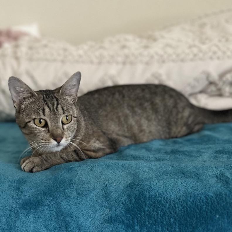 Enlarge June, a Adoptable Domestic Short Hair in Flower Mound, TX image 3/5