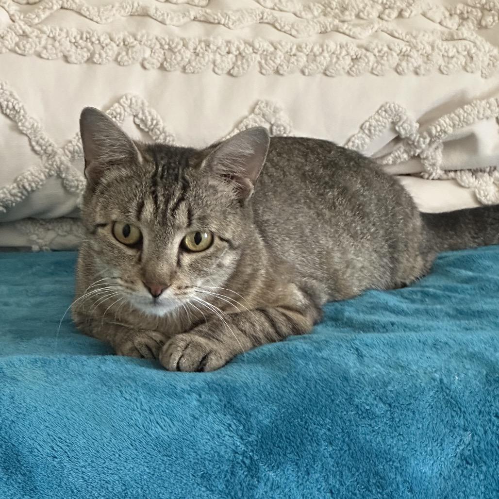 Enlarge June, a Adoptable Domestic Short Hair in Flower Mound, TX image 4/5