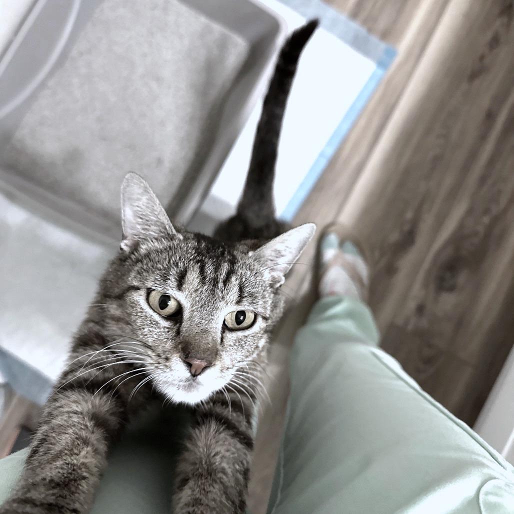 Enlarge June, a Adoptable Domestic Short Hair in Flower Mound, TX image 4/4