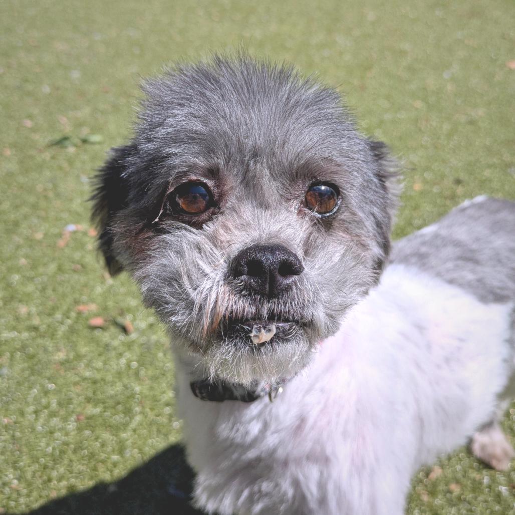 Gromit, a Adoptable Mixed Breed in Providence, RI image 1/6